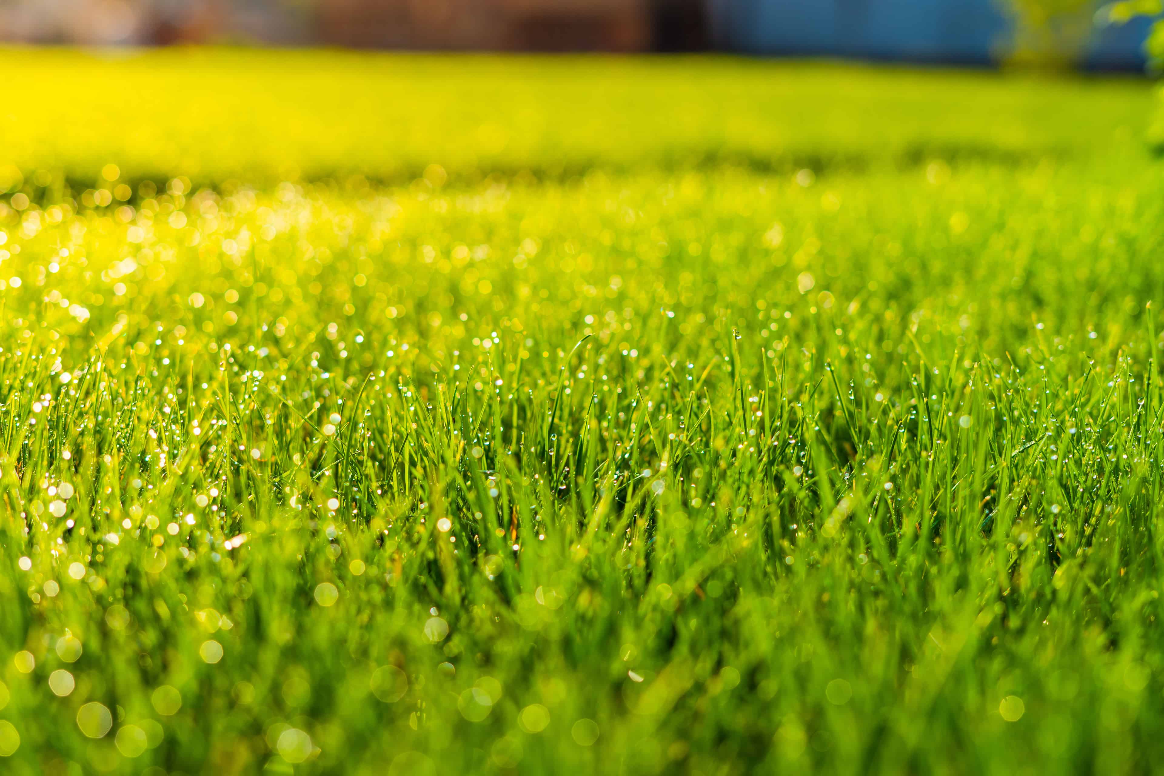 Lawn Fertilization image
