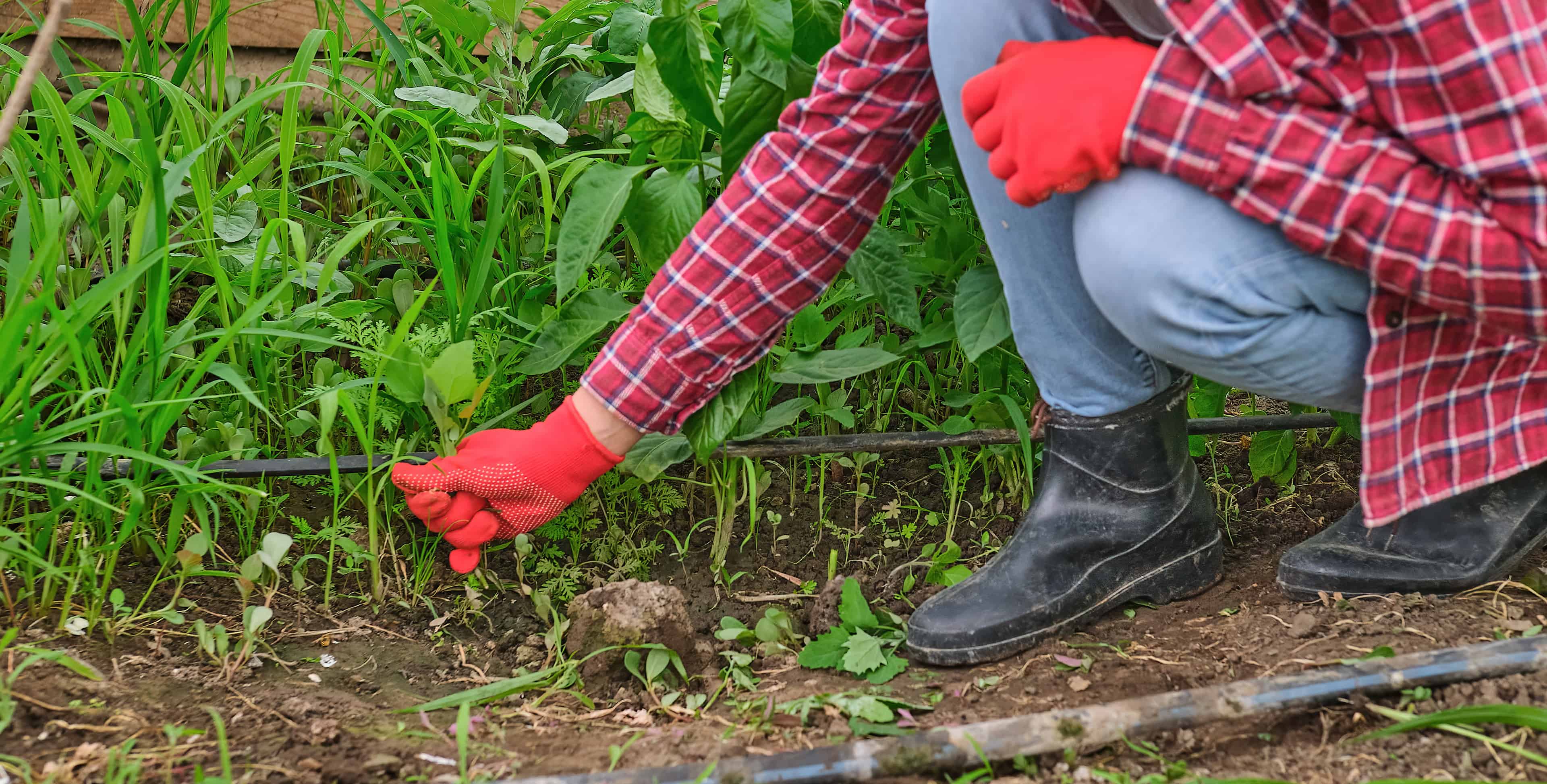 Weed Control image