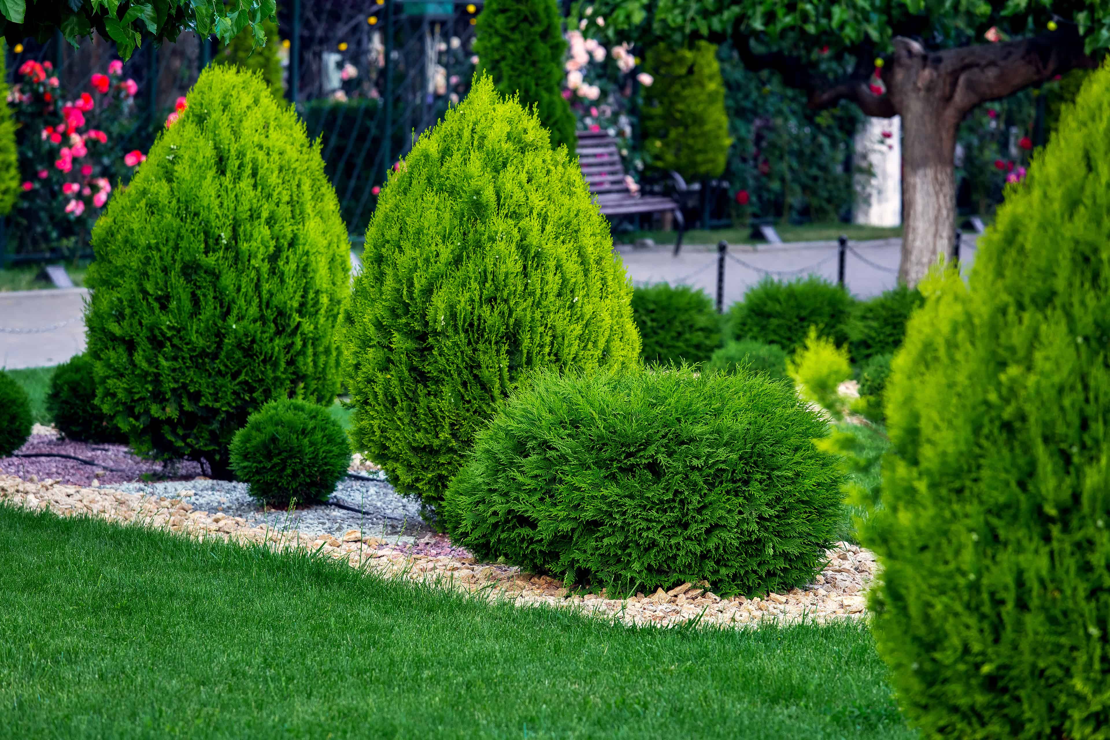 Tree & Shrub Planting image