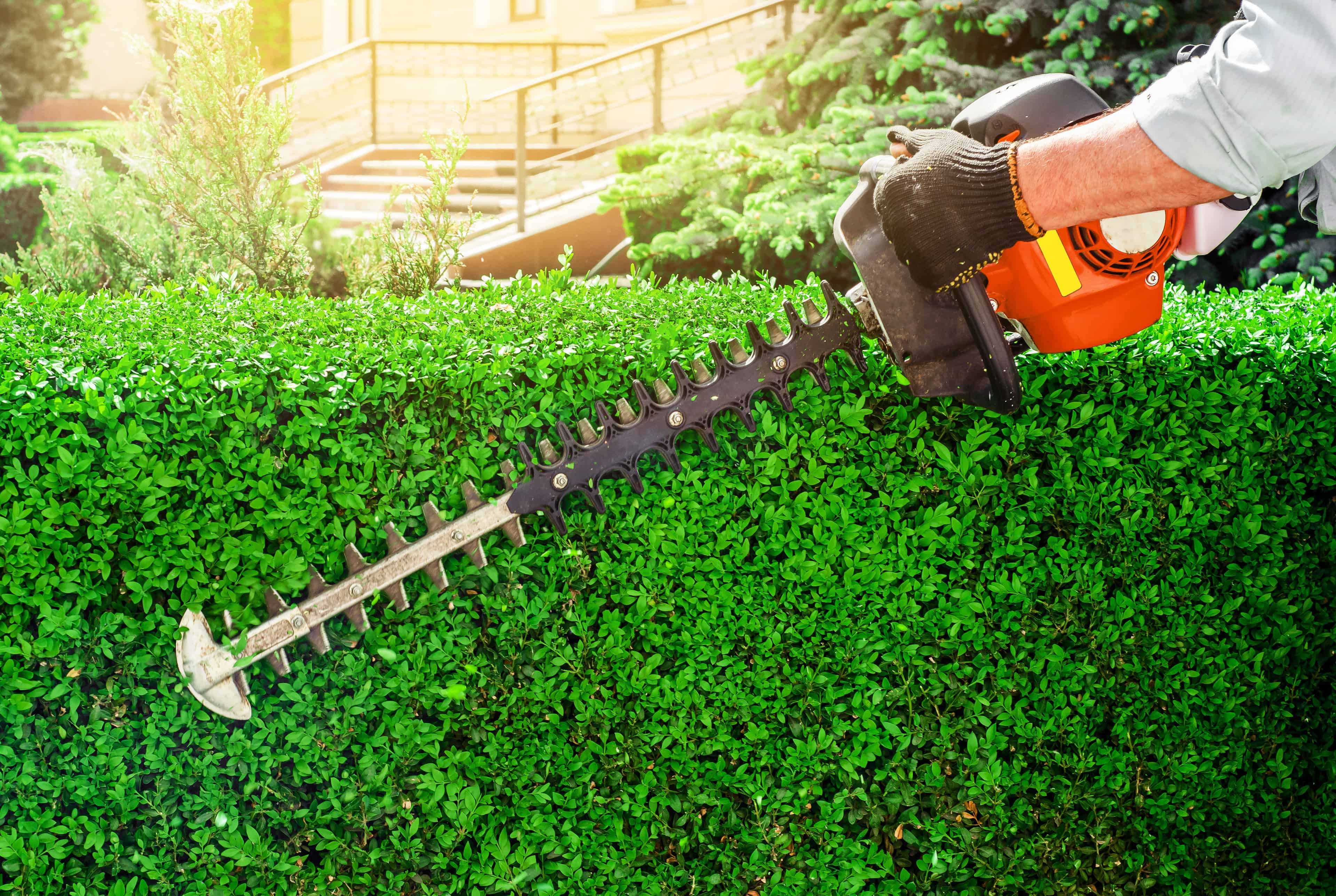 Hedge Trimming image