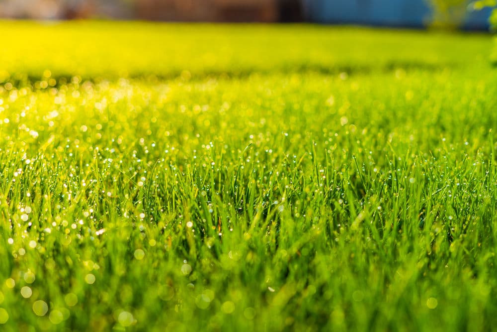 Close-up of dewy green grass with sunlight, showcasing vibrant blades and sparkling droplets.
